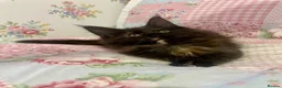 Maine Coon cats for sale: Beautiful Tica Maine Coon babies  - Advert 6