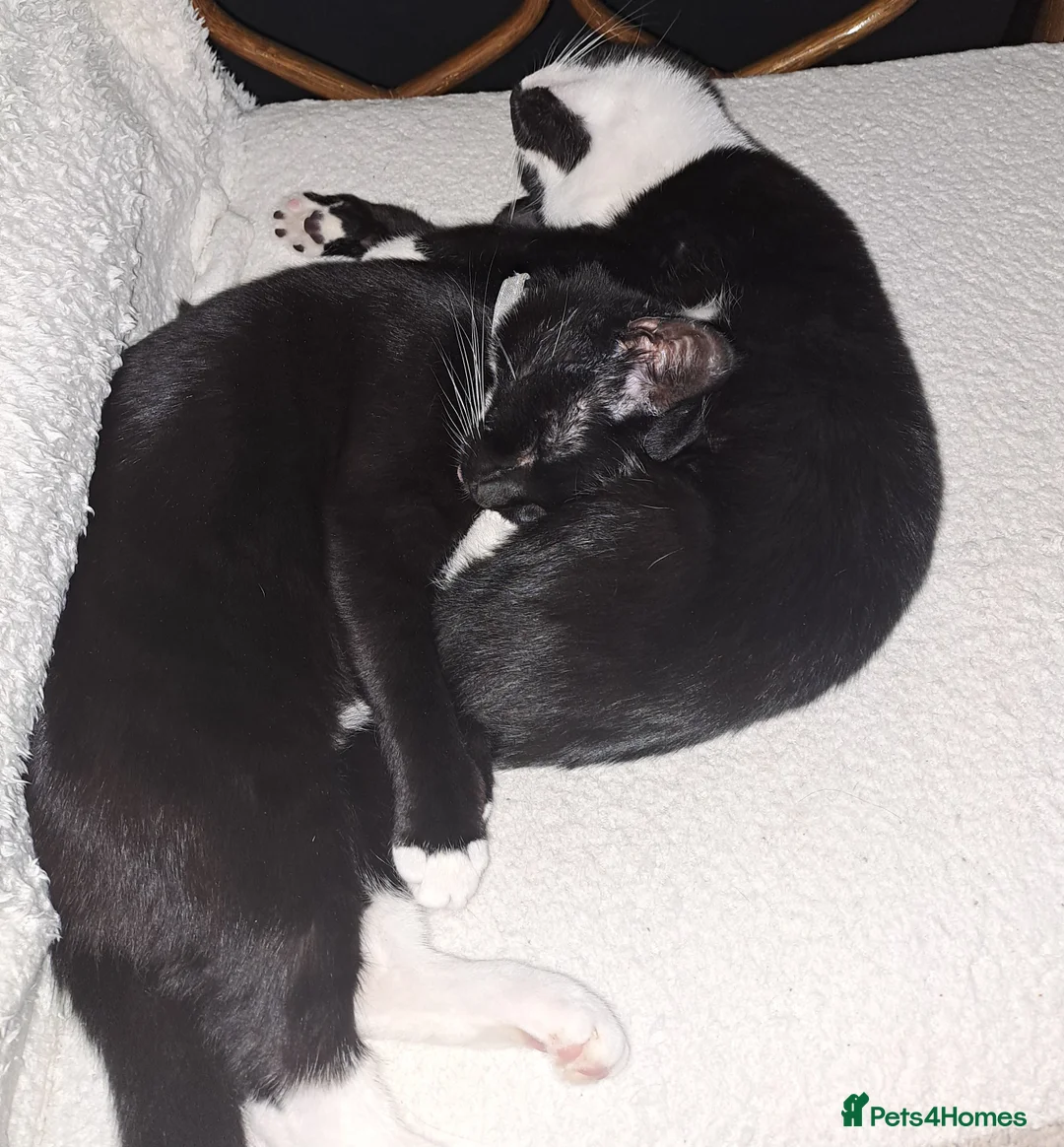 Mixed Breed cats for sale: Sweetest kitten with green eyes needs a home. - Advert 8