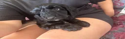 Cockapoo dogs for sale: *READY TO LE F1 cockapoo-health tested parents - Advert 19