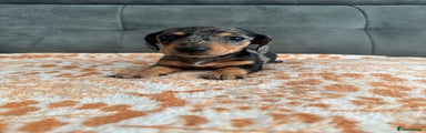 Miniature Dachshund Puppy 1