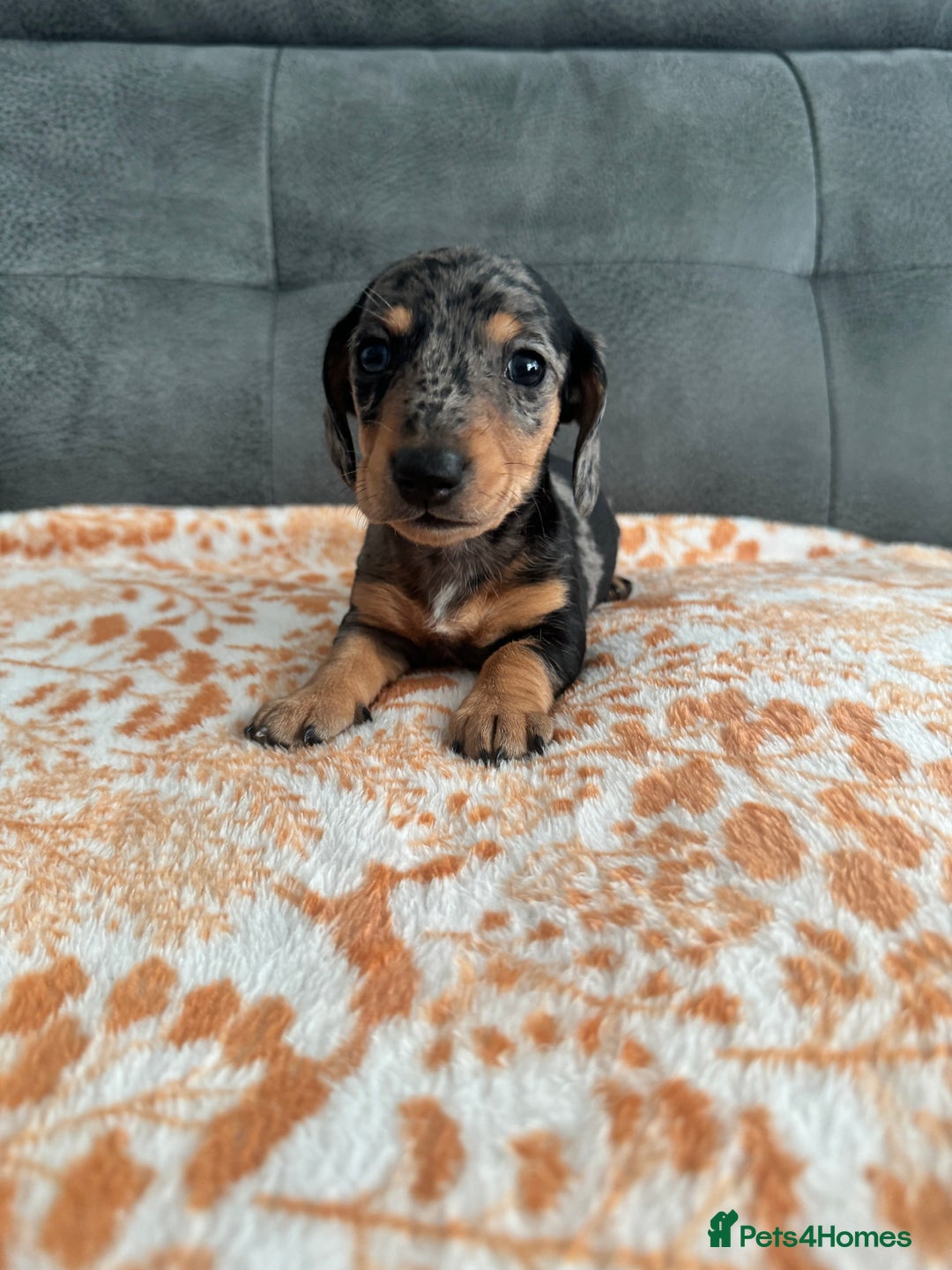 Miniature Dachshund dogs for sale: Male miniature Dachshund  - Advert 2