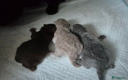 British Shorthair cats for sale: **Stunning TICA Registered Kittens** - Image 8