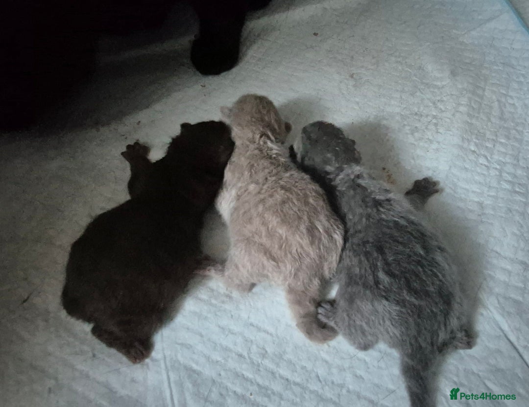 British Shorthair cats for sale: **Stunning TICA Registered Kittens** - Image 8