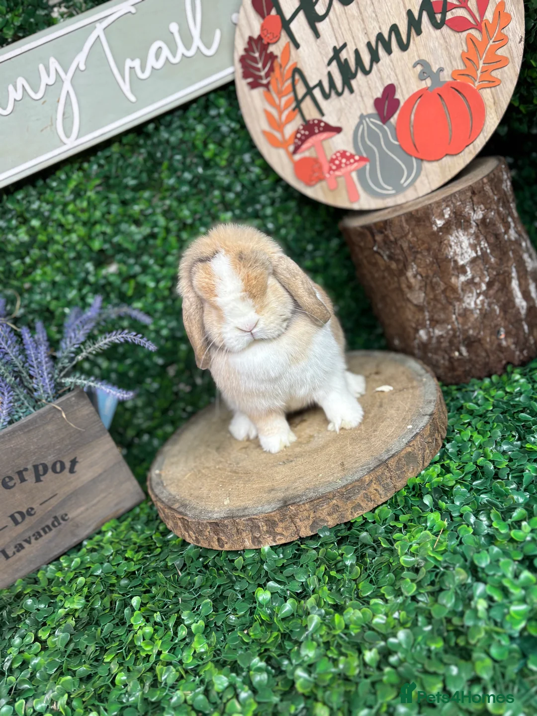 Mini Lop rabbits for sale: 🧡PEDIGREE MINILOPS🧡 - Advert 16