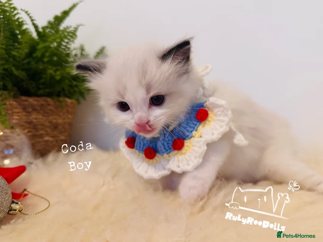 Ragdoll cats for sale: 🌟Waiting List Open🏆GCCF/TICA DNA Tested Ragdoll  - Advert 14