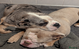 Old Tyme Bulldog dogs for sale: Winnie  - Image 4