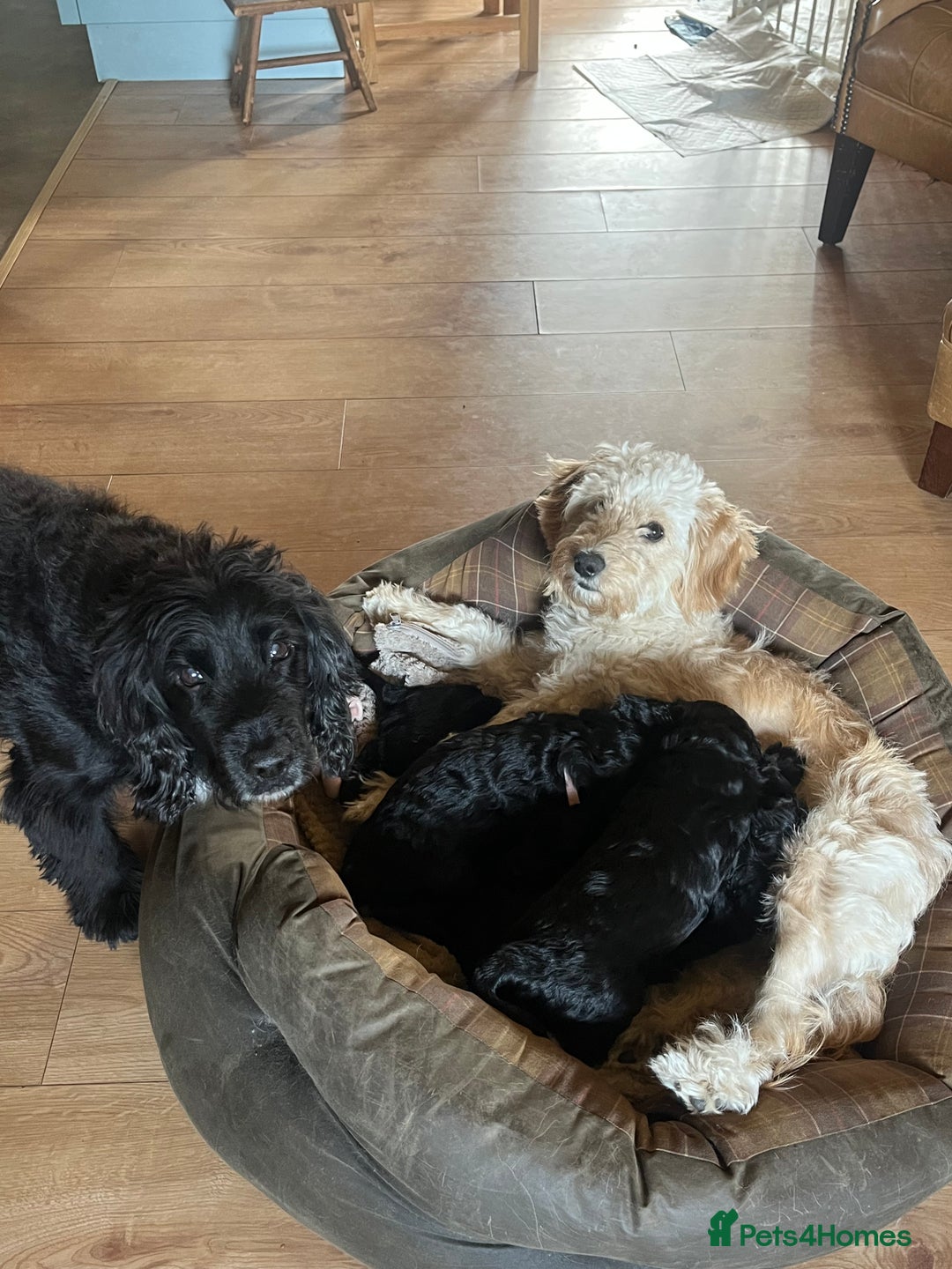 Cockapoo dogs for sale: *READY NOW* F1b Cockapoo Puppies  in Stockton-on-Tees - Image 9