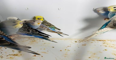 Budgerigars birds in Luton - Advert 1