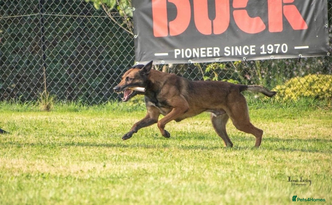 Belgian Shepherd Dog dogs for sale: KC registered Belgian Malinois – Stable,Balanced🐾 - Image 29
