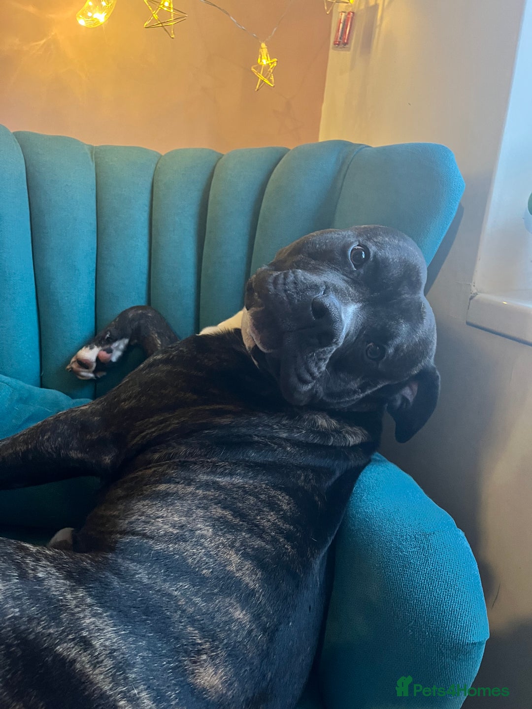 American Bull Staffy dogs for sale: 3 year old American Bull Staffy - Advert 5