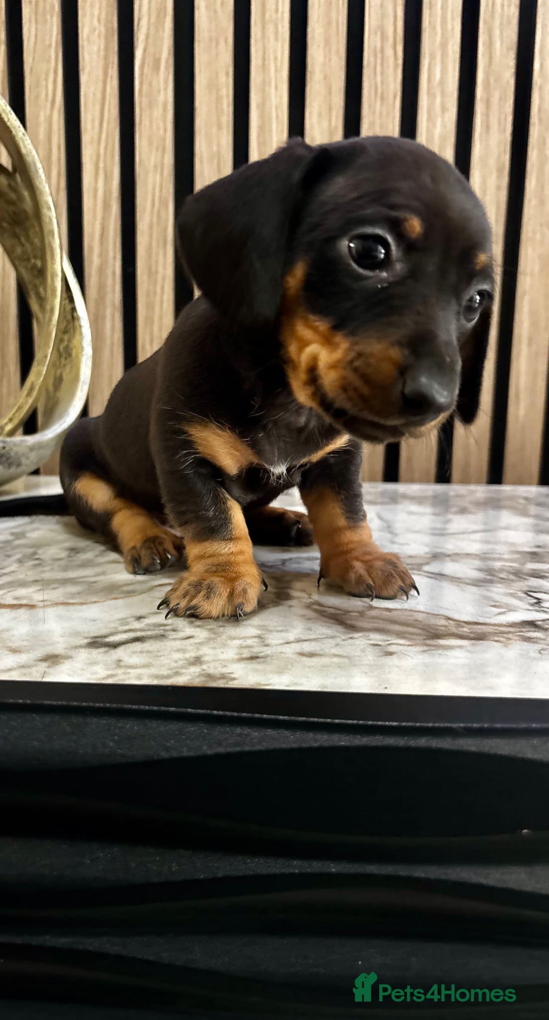 Miniature Dachshund dogs Miniature Dachshund Puppies 🐾🐾 - Advert 1