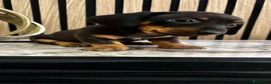 Miniature Dachshund Puppy 3
