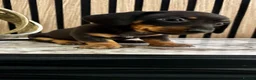 Miniature Dachshund dogs for sale: Miniature Dachshund Puppies 🐾🐾 in Waltham Cross - Advert 1