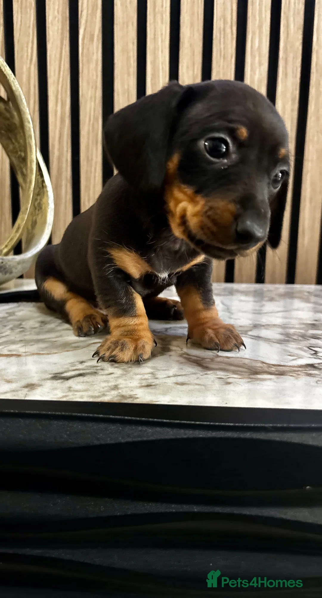 Miniature Dachshund dogs for sale: Miniature Dachshund Puppies 🐾🐾 in Waltham Cross - Advert 1