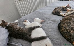 Mixed Breed cats for sale: White kitten  - Image 13