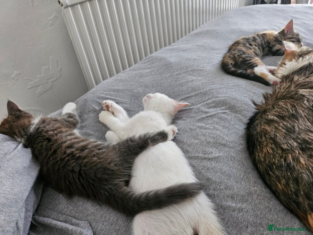 Mixed Breed cats for sale: White kitten  - Image 13