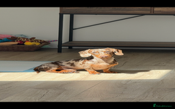 Miniature Dachshund dogs for stud: MINIATURE DAPPLE CHOC/ISABELLA DACHSHUND STUD - Advert 8