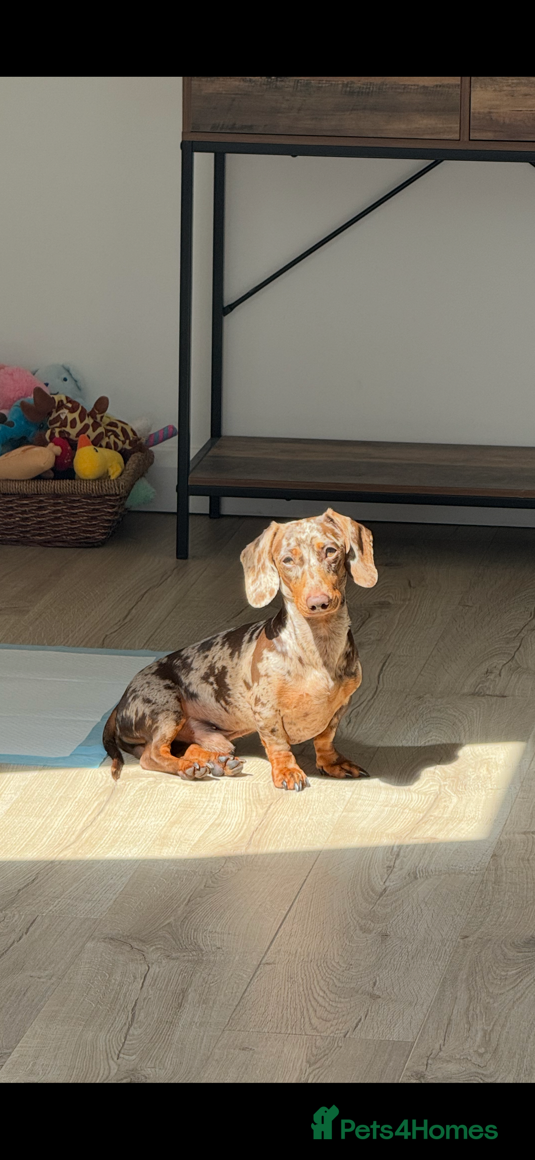 Miniature Dachshund dogs for stud: MINIATURE DAPPLE CHOC/ISABELLA DACHSHUND STUD - Advert 8