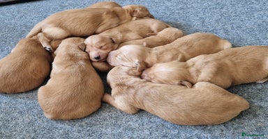 Golden Retriever dogs in Oxted - Advert 1