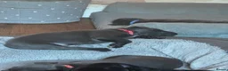 Staffordshire Bull Terrier dogs for sale: Blue and Black Staffies in Deeside - Advert 12