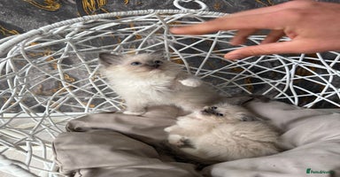 Ragdoll cats - Advert 10