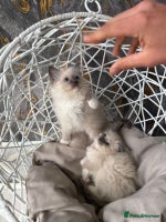 Ragdoll cats - Advert 2