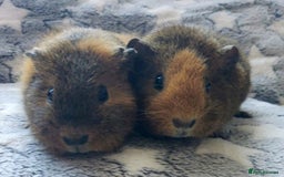 Guinea Pig rodents for sale: Pairs of Sows - Happy, Healthy, Friendly Sows - Image 24
