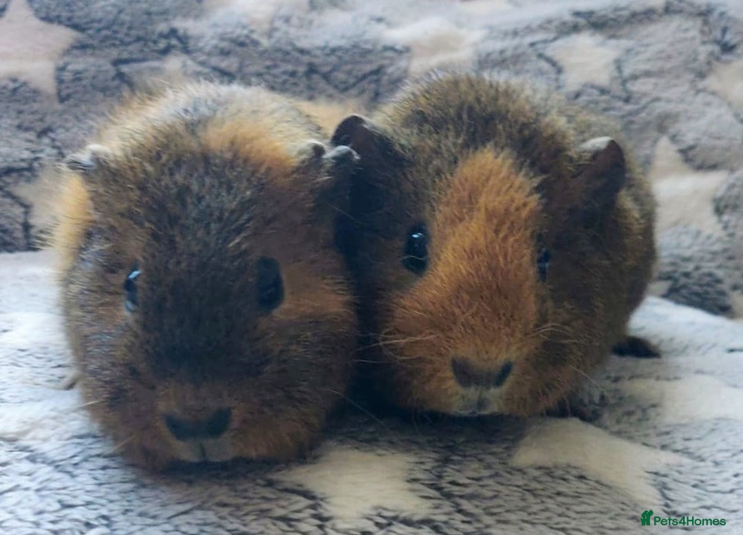 Guinea Pig rodents for sale: Pairs of Sows - Happy, Healthy, Friendly Sows - Image 24