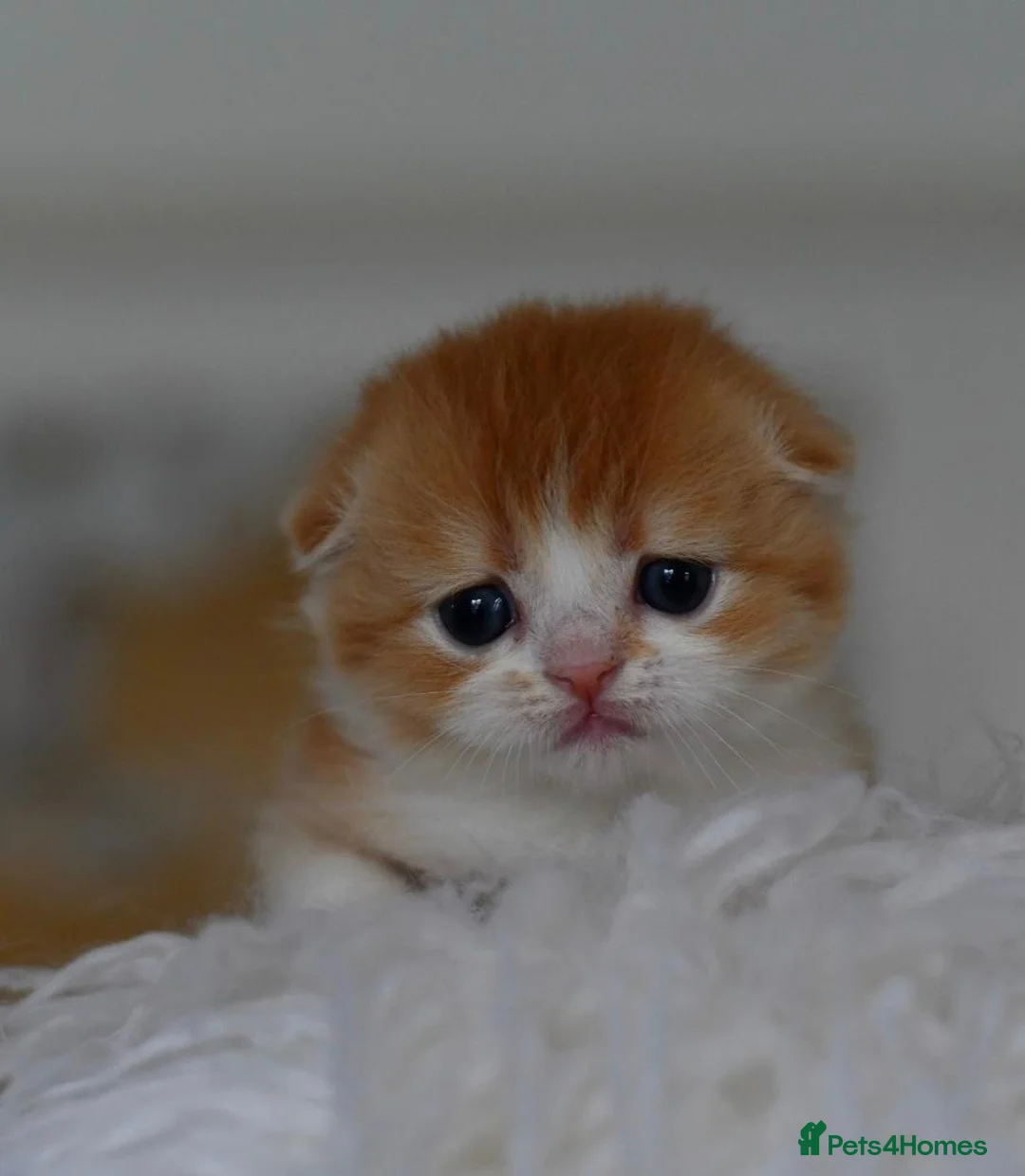 Scottish Fold cats for sale: LICENSED CATTERY PURE BREED TOP QUALITY KITTENS - Advert 2