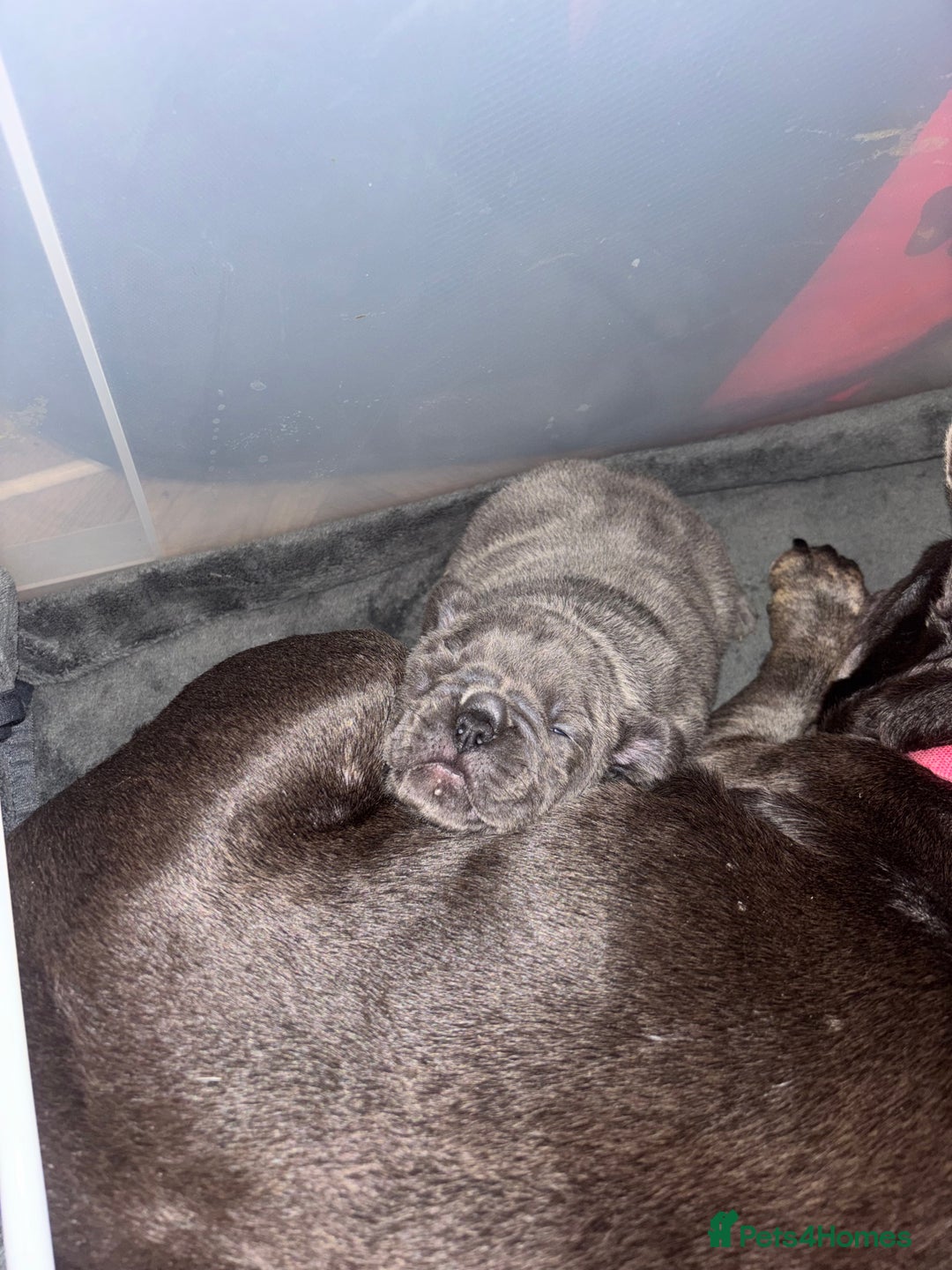 French Bulldog dogs for sale: Mini bulls - Advert 6