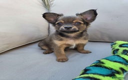 Pomchi dogs for sale: 4 Beautiful 8 week old pomchi puppies  - Image 4