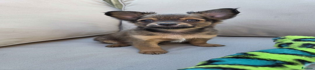 Pomchi Puppy 4