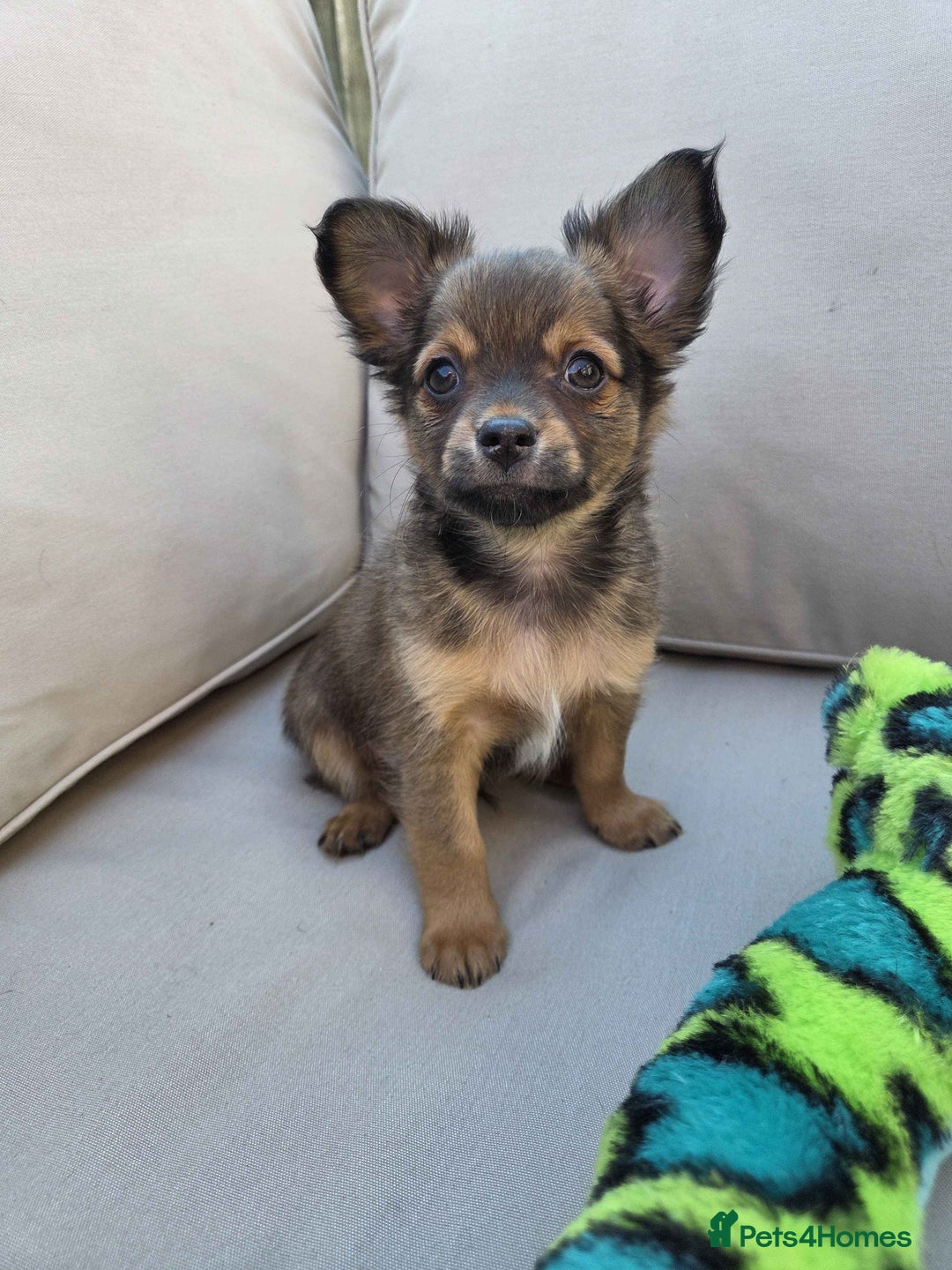 Pomchi dogs for sale: 4 Beautiful 8 week old pomchi puppies  - Image 4