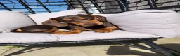 Miniature Dachshund dogs for stud: Male miniature dachshund - Advert 2