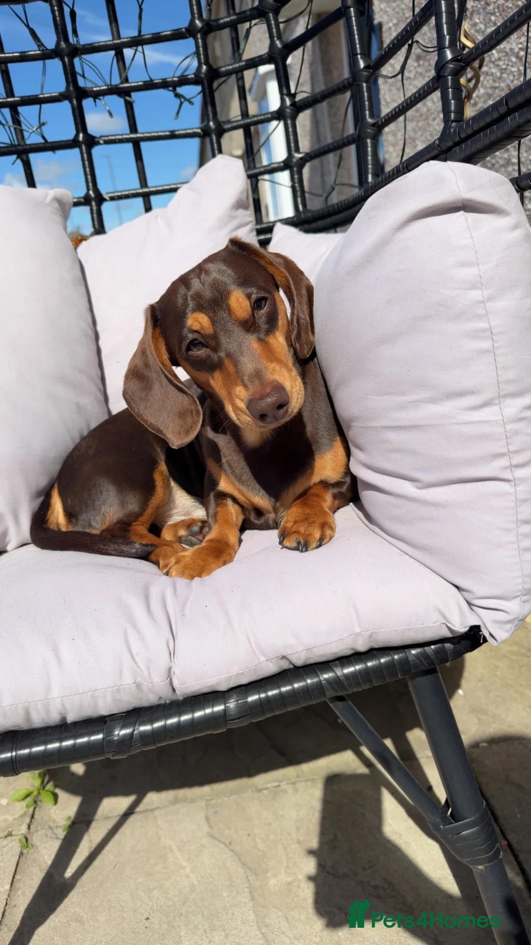 Miniature Dachshund dogs for stud: Male miniature dachshund - Advert 2