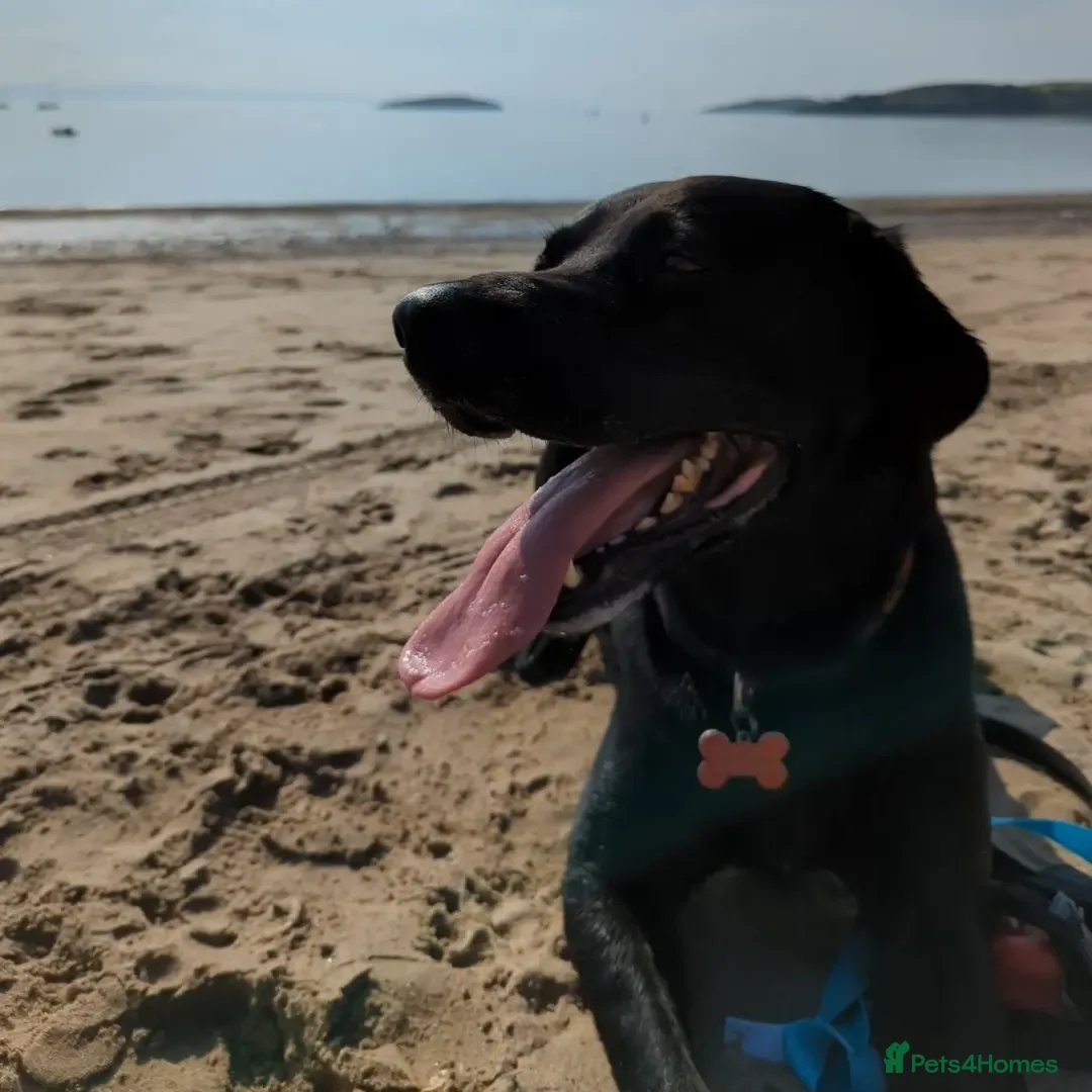 Labrador Retriever dogs for stud: Black Labrador for stud - North West - Proven stud in Saint Helens - Advert 21