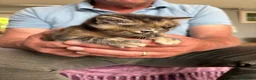 Mixed Breed cats for sale: Gorgeous kittens - Advert 12