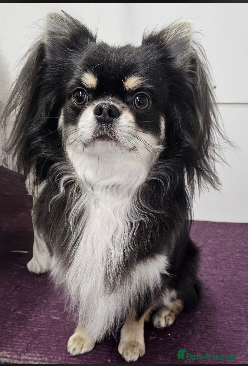 Chihuahua dogs Lilac tri long coat stud, bred by Chinechi/Shoop - Advert 8