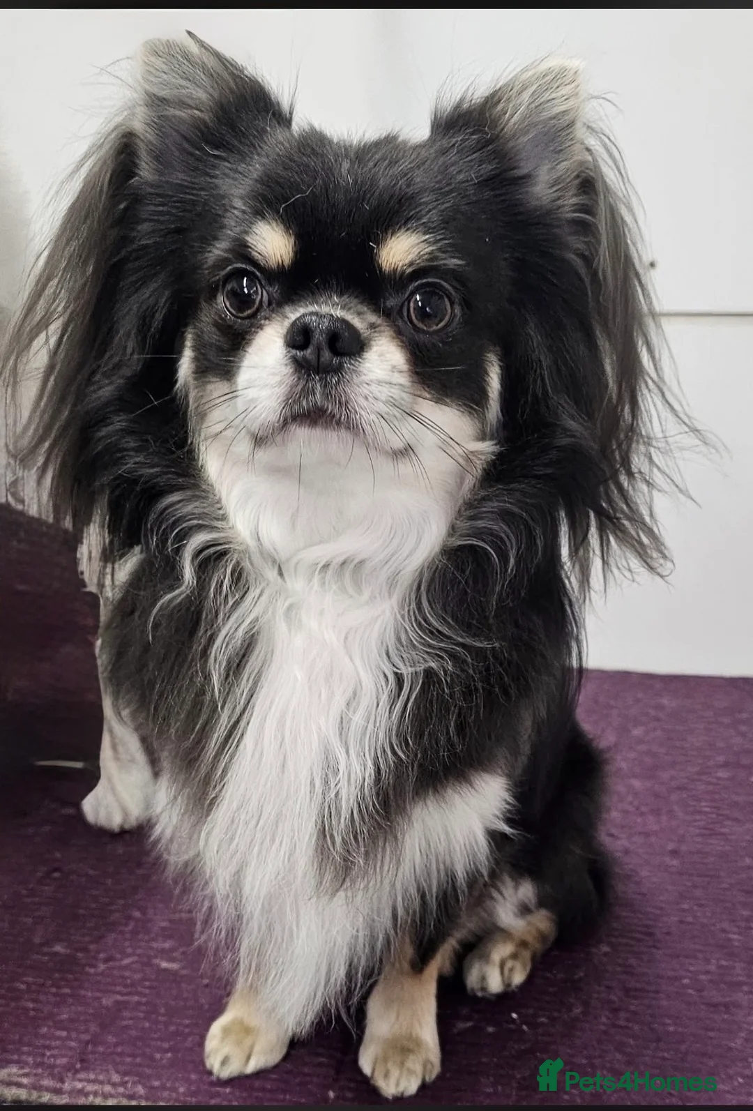 Chihuahua dogs for stud: Lilac tri long coat stud, bred by Chinechi/Shoop - Advert 1