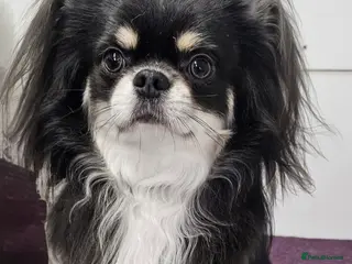 Chihuahua dogs Lilac tri long coat stud, bred by Chinechi/Shoop - Advert 8