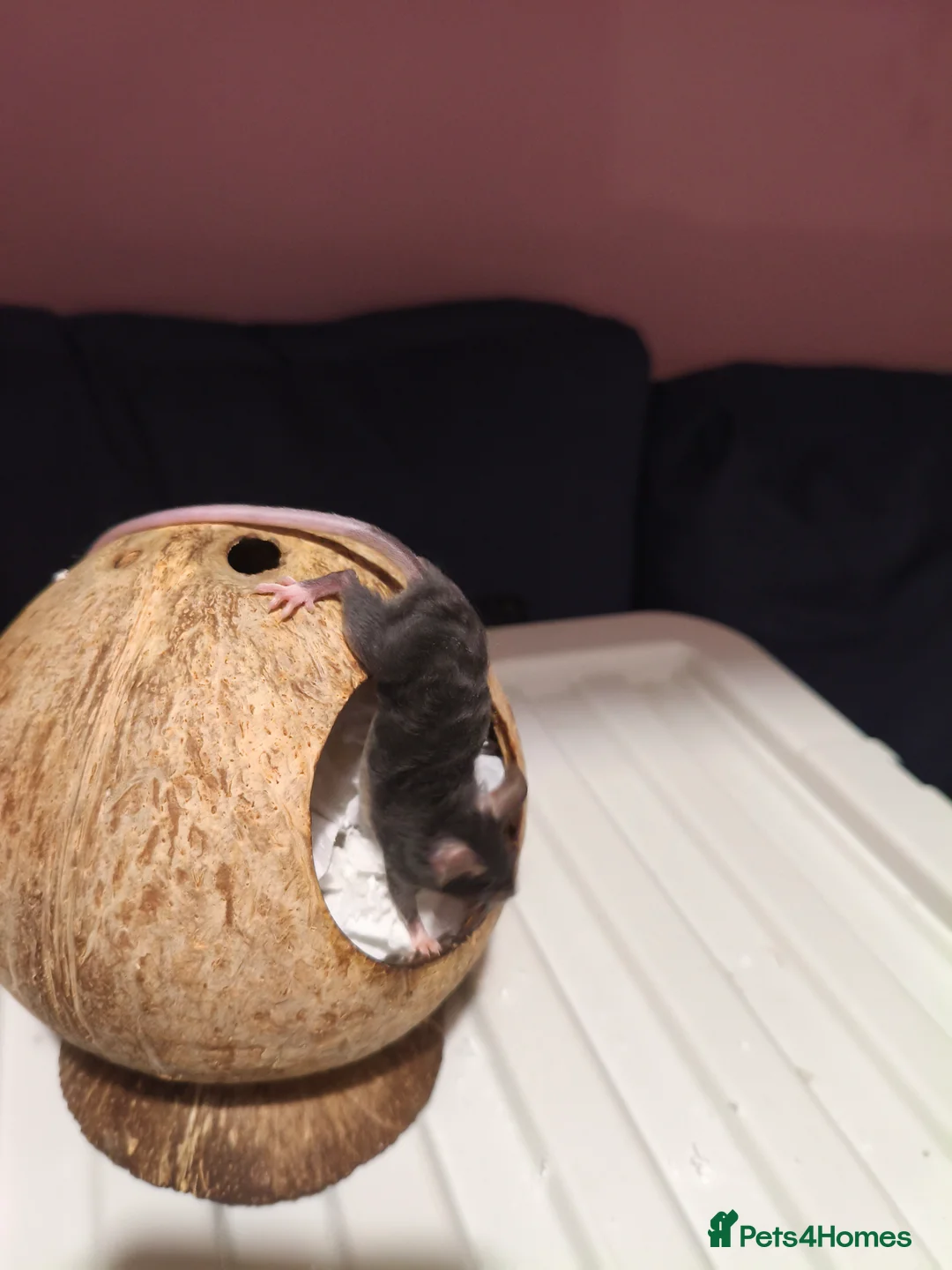 Mouse rodents for sale: Two bucks / male fancy mice in Norwich - Advert 6