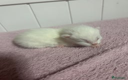 British Shorthair cats for sale: Kittens  - Image 9