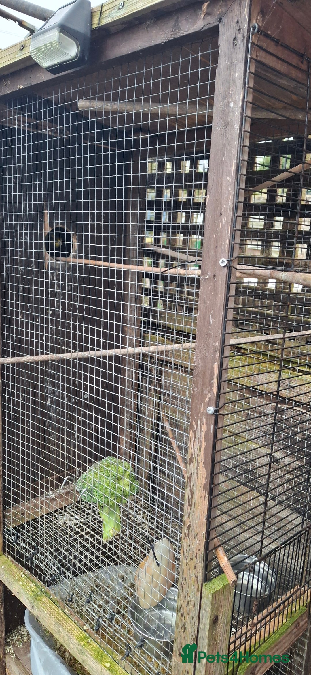 Canaries birds for sale: 6 Canaries  - Advert 10