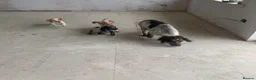Cocker Spaniel dogs for sale: Beautiful Roan pups  - Advert 8