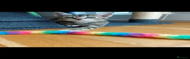 Mixed Breed Kitten 3