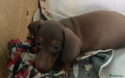 Miniature Dachshund dogs for sale: Miniature dachshund puppies for sale - Image 6