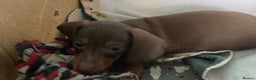 Miniature Dachshund dogs for sale: Miniature dachshund puppies for sale - Advert 6