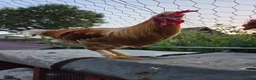 Chickens poultry for sale: 🐓 Brahma × Legbar × isa brown rooster in Folkestone - Advert 2
