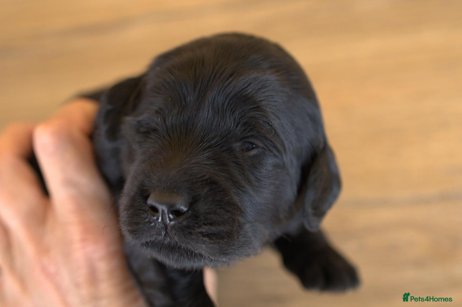 Double Doodle dogs Stunning Double Doodle litter 🧬DNA BVA 🧬 - Advert 2