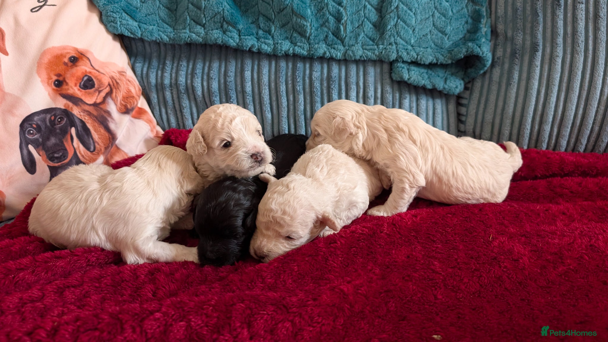 Maltipoo dogs for sale: Dna Genetically health tested maltipoos in Swindon - Advert 11